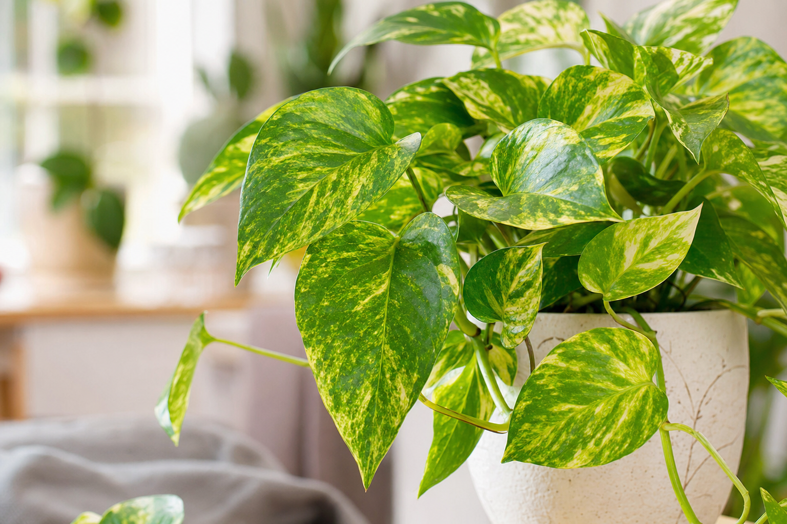 Pothos